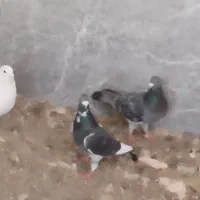 کبوتر طوقی قره پولک دوم سیاه و پولکی