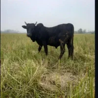 ورزاکوله جنگی