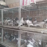 کبوتریاکفتر|پرنده|کنگاور, |دیوار