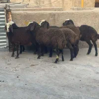 بره ماده پای پروار جفتی ۶۲ کیلو