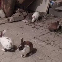 خرگوش|موش و خرگوش|سنندج, |دیوار