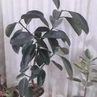 درختچه فیکوس بلک.پرشاخه.۹۰۰تومان
