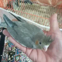 جوجه عروس هلندی