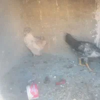 مرغ وخروس|حیوانات مزرعه|نهاوند, |دیوار