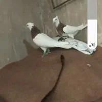 کبوتر|پرنده|پائین جام, |دیوار