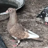 کفترپلنگ کلای