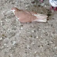 کبوتر قره پشت سینه ساده چپ شامی|پرنده|قوچان, |دیوار