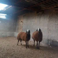 بره ماده غزل افشار