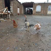 فروش خروس لاری