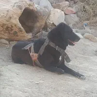 سگ واگذاری