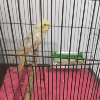 عروس هلندی گمشده