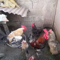 ۲عدد خروس۳۰۰۰۰۰۰