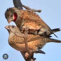 فنج گلو بریده مولد