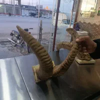 شاخ طبیعی و پوست