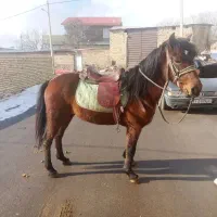 نریان با اسباب