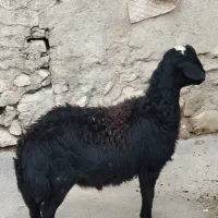 خرید و فروش گوسفند