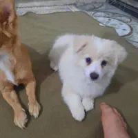 سگ پامر روباهی و توله روباهی خرسی