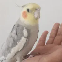 عروس هلندی و مرغ عشق