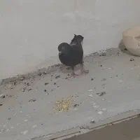 کبوتر زاغ|پرنده|سرپل ذهاب, |دیوار