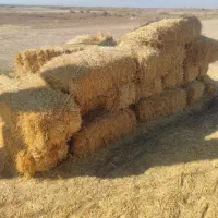 پخل گندم و علف زعفران|لوازم جانبی حیوانات|بوژگان, |دیوار