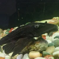 لجن خوار بزرگ 20 سانتی