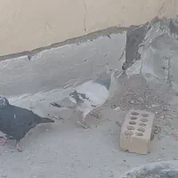 جفت کفتر|پرنده|اصفهان, پزوه|دیوار