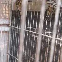 سهره گلبسر|پرنده|کرمانشاه, |دیوار