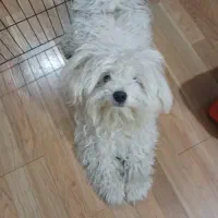 شیتزو مالتیز ۱ ساله با شناسنامه و واکسیناسیون شده