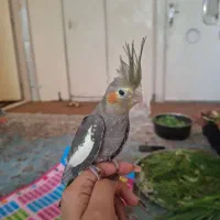 عروس هلندی گمشده|حیوانات|قم, لبچال|دیوار