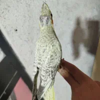 عروس هلندی رام|پرنده|هشتگرد, مدرس|دیوار