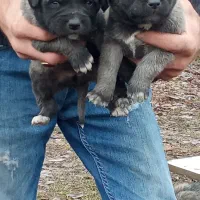 توله سگ عراقی|سگ|ارومیه, |دیوار