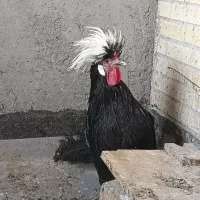 خروس لهستانی و خروس گلین