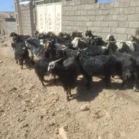 گاو بز|حیوانات مزرعه|خرم‌آباد, |دیوار