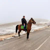 اسب|اسب و تجهیزات اسبسواری|ماکو, |دیوار