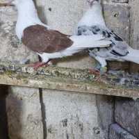 13عدد رنگه آس جفتگاه و پرش|پرنده|تربتحیدریه, فردوسی جنوبی|دیوار