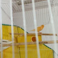 فروش قناری پرتقالی