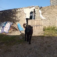 سگ سرابی