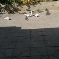 فروش سی عدد طوقی همه مدل دونه ای 500 هزار تومان