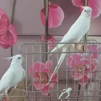 یک جفت البینو  ، با کلیه وسایل|پرنده|تهران, جوادیه|دیوار