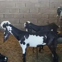 بز پنجاپ