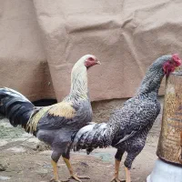 خروس لاری شیک