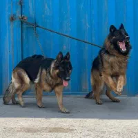 ژرمن شولاین سگ پلیس