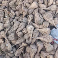 چقندر‌قندبرای‌دام