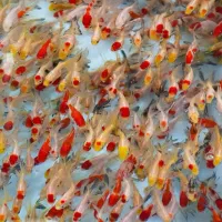 ماهی قرمز به صورت عمده و جزئی