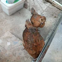 جوجه رسمی یک ماهه
