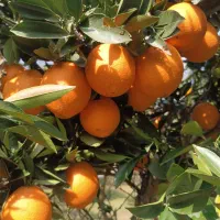 فروش ،پرتقال ،نارنگی سوپر|عمده‌فروشی|شیرگاه, |دیوار