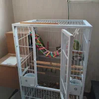 اسکندر|پرنده|تبریز, |دیوار