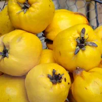 نهال های به اصفهان اصلاح شده امکان پرداخت در محل