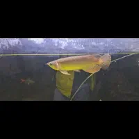 آروانا هایبک سوپر رد شناسنامه دار