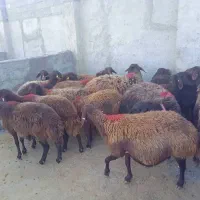 میش هترو و همو آبستن|حیوانات مزرعه|صحنه, |دیوار